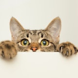 ネコ好きの出会い!猫カフェ婚活「ねこんかつ」&猫好き同士の婚活アプリ4選 ネコ好きの出会い!猫カフェ婚活「ねこんかつ」&猫好き同士の婚活アプリ4選