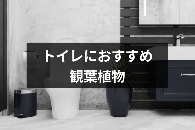 トイレに置く観葉植物の風水効果とは 窓なしの暗いトイレにおすすめの観葉植物7選 出会いをサポートするマッチングアプリ 恋活 占いメディア シッテク