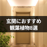 風水におすすめな玄関の観葉植物8選!効果をアップさせる選び方や置き場所