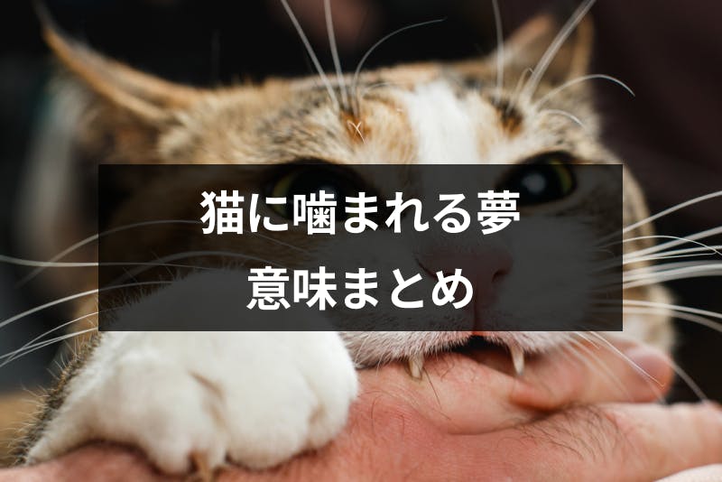 猫に噛まれる夢はトラブルの暗示 噛まれた部位 シチュエーション別の夢占い 出会いをサポートするマッチングアプリ 恋活 占いメディア シッテク