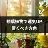 風水で運気アップする観葉植物を置くべき方角とは?方角別のおすすめ観葉植物