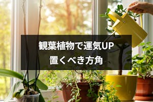 風水で運気アップする観葉植物を置くべき方角とは 方角別のおすすめ観葉植物 出会いをサポートするマッチングアプリ 恋活 占いメディア シッテク 風水で運気アップする観葉植物を置くべき方角とは 方角別のおすすめ観葉植物 出会いをサポートするマッチングアプリ 恋活 占いメディア シッテク