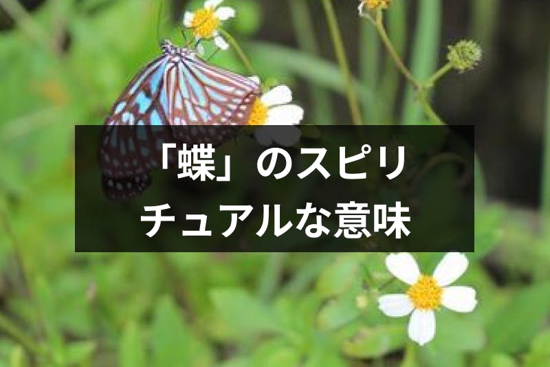 蝶のスピリチュアルな意味とは シチュエーション 蝶の色別のメッセージまとめ 出会いをサポートするマッチングアプリ 恋活 占いメディア シッテク