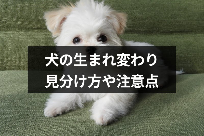 犬の生まれ変わりはある 8つのサインと見つけ方や探し方の注意点 出会いをサポートするマッチングアプリ 恋活 占いメディア シッテク