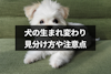 ペットの犬の生まれ変わりはある？8つのサインと見つけ方や探し方の注意点