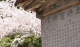 【直接取材】土津神社の神前式の魅力をインタビュー！神前式の流れや口コミもご紹介