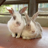 【直接取材】動物とふれあうデートが楽しめる!須坂市動物園の人気動物やオススメイベントをインタビュー 【直接取材】動物とふれあうデートが楽しめる!須坂市動物園の人気動物やオススメイベントをインタビュー