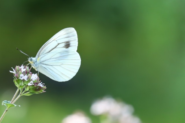 スピリチュアル白い蝶々のスピリチュアルな意味