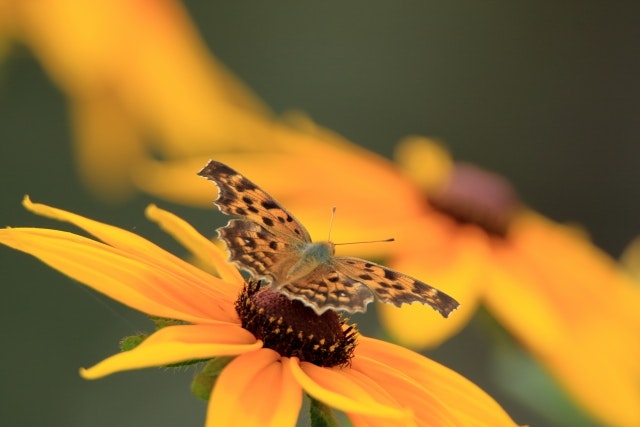 スピリチュアル黒とオレンジの蝶々のスピリチュアルな意味