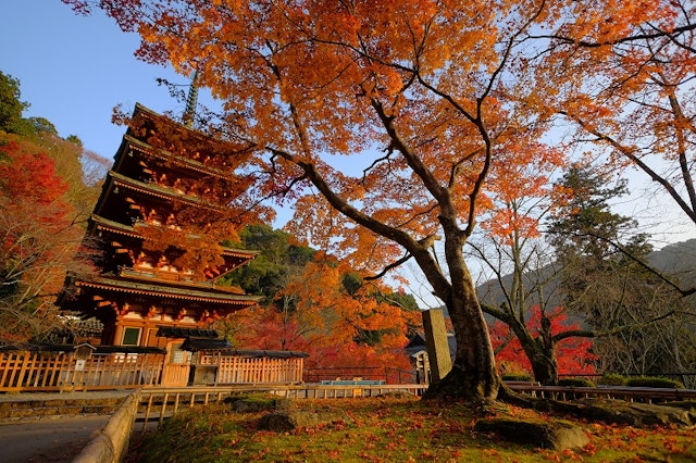 取材奈良の「長谷寺」へ直接取材!