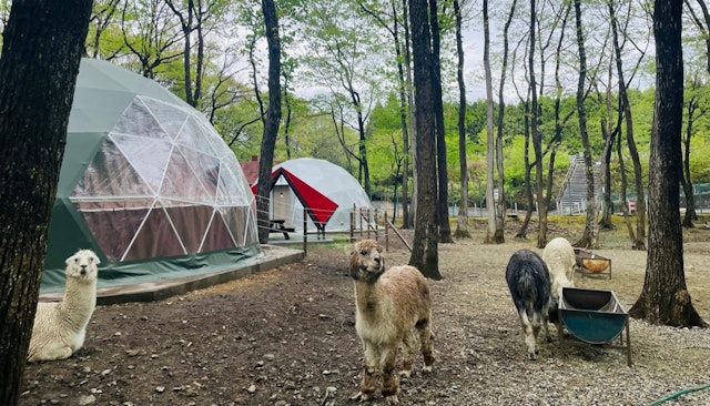 取材アルパカグランピング