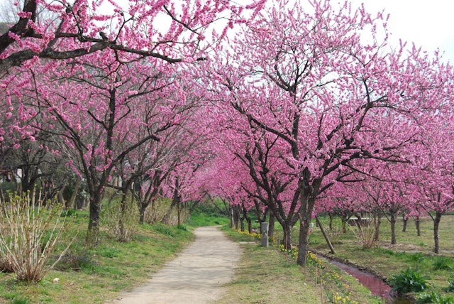 取材古河市でオススメのデートプランをご紹介！