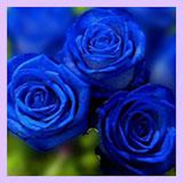 孔雀（クジャク）先生